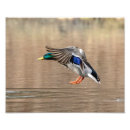 Suche nach enten flug poster Wild lebende tiere