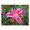 Suche nach stargazer lilie poster Lilien