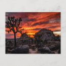 Suche nach joshua tree national park postkarten California