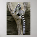 Suche nach lemur poster Tiere