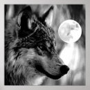 Suche nach grauer wolf poster Tiere