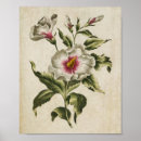 Suche nach vintage floral poster Botanik