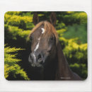 Suche nach arabische pferde mousepads Arabischer stallion