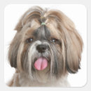 Suche nach shih tzu aufkleber Welpe