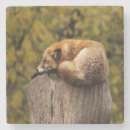 Suche nach roter fuchs untersetzer Natur