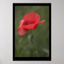 Suche nach mohn poster Sommer