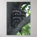 Suche nach waschbär poster Baum
