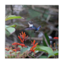 Suche nach kolibri fliesen Exotisch