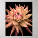 Suche nach corona poster Blume