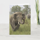 Suche nach asiatischer elefant karten Indisch