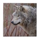 Suche nach wölfe fliesen Natur