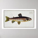 Suche nach bachforelle poster Braun