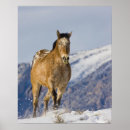 Suche nach pferde und schnee poster Reiter