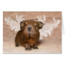 Suche nach cavy postkarten Nagetier