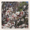 Suche nach kirschbaum untersetzer Blühen