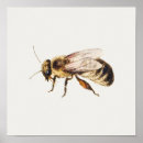 Suche nach bienenkönigin poster Bienenstock