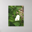 Suche nach wassertropfen leinwandbilder Blume