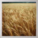 Suche nach weizenfeld poster Ländliche landschaft