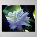 Suche nach clematis blume poster Fotografie