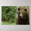 Suche nach grizzlybär poster Fotografie