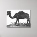Suche nach dromedary poster Privat