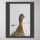 Suche nach kleine ente poster Vögel