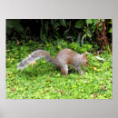 Suche nach graues eichhörnchen poster Tiere