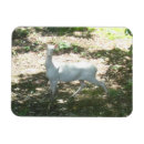 Suche nach weißer hirsch magnete Foto
