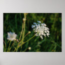 Suche nach königin anne poster Fotografie