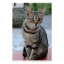 Suche nach katze poster Kätzchen