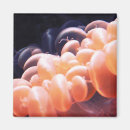 Suche nach die bohne magnete Bohnen