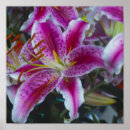 Suche nach rosa lilien poster Fotografie