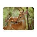 Suche nach whitetail magnete Dollar