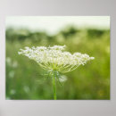 Suche nach königin anne poster Grün