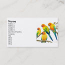 Suche nach conure Sonne conure