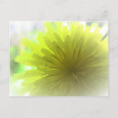Suche nach gelber löwenzahn postkarten Gelbe blumen