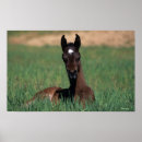 Suche nach horse kunst poster Foal
