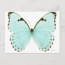 Suche nach hübscher schmetterling postkarten Mädchenhaft