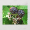 Suche nach pflanzen sie blatt postkarten Obst
