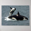 Suche nach killer whale poster Alaska