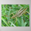 Suche nach heuschrecke poster Käfer