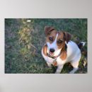 Suche nach jack russell poster Hund