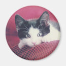 Suche nach kitt magnete Katzen