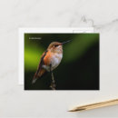 Suche nach hummingbird postkarten Ast