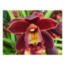 Suche nach rote orchidee poster Natur