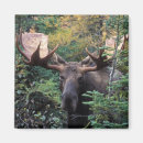 Suche nach lebensraum magnete Tierwelt