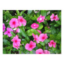 Suche nach vinca Natur