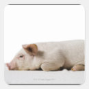 Suche nach piglet aufkleber Tier