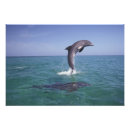 Suche nach tümmler Bogen springend