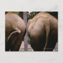 Suche nach asiatische elefanten postkarten Asiatischer elefant